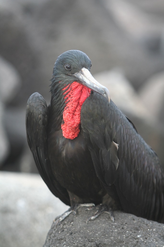 Frigate Bird - Galapagos 2010 -IMG 7635